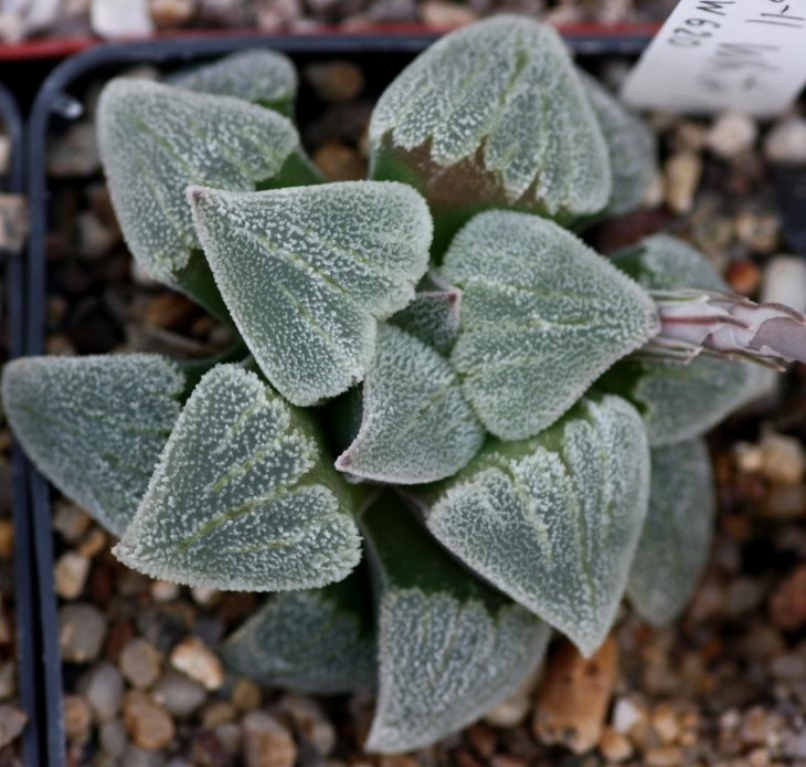 haw pygmaea 'white snow'.jpg