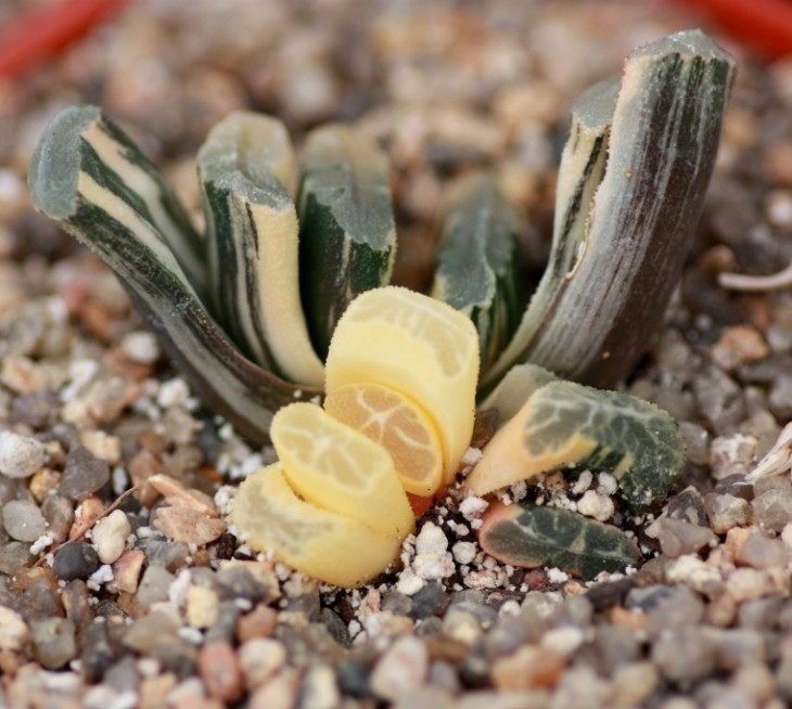 haw truncata variegata2.jpg