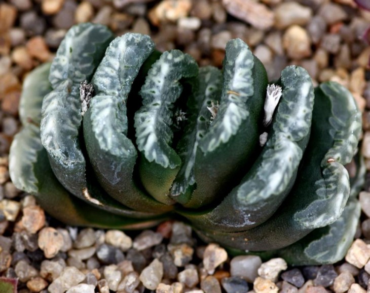 haw truncata my seedling_.jpg