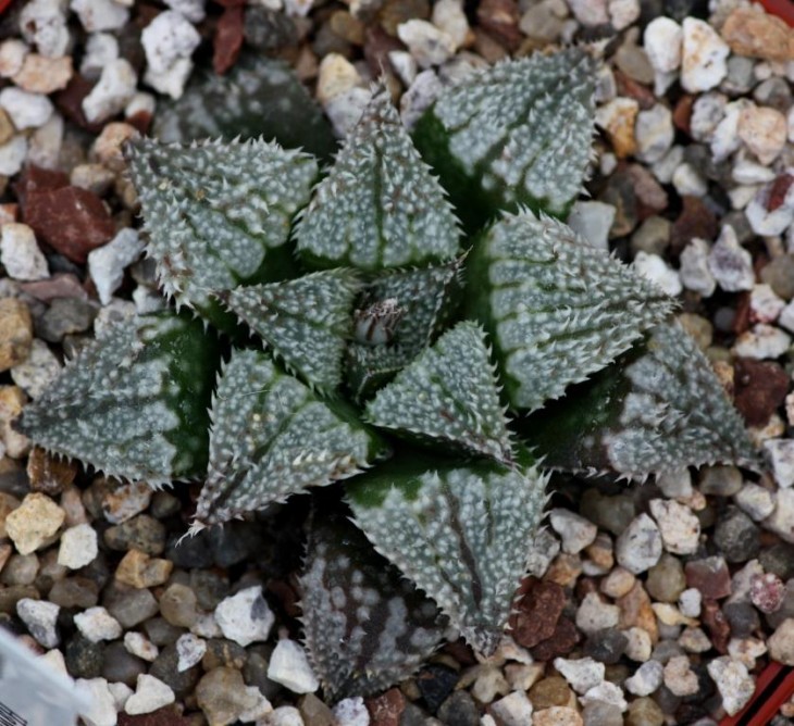 haworthia hybrid.jpg