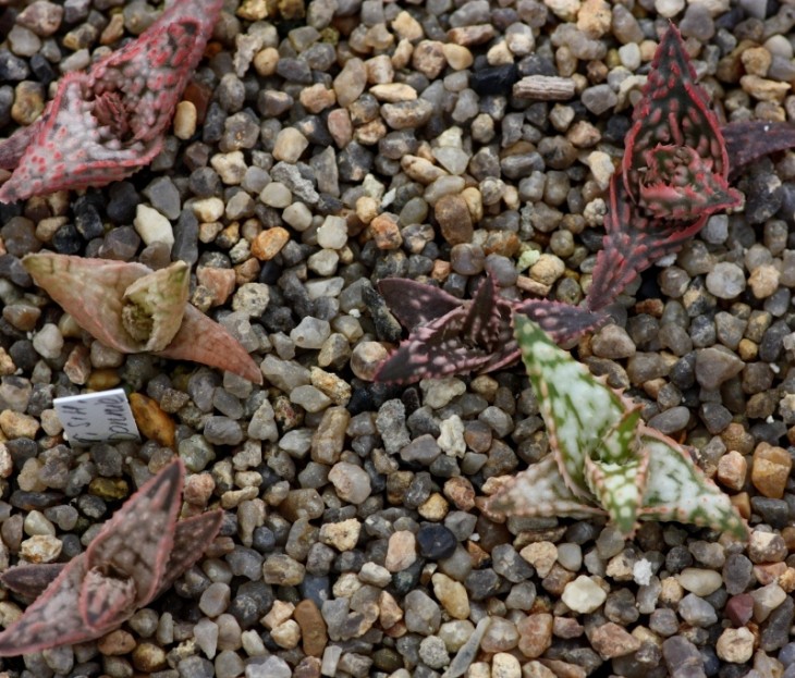 Aloe pink flush x Aloe cv donnie.jpg