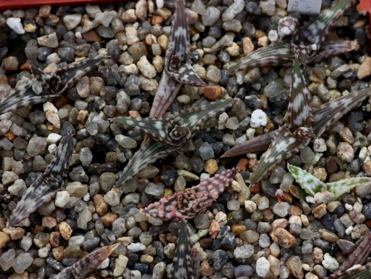 aloe somaliensis hybrids.jpg
