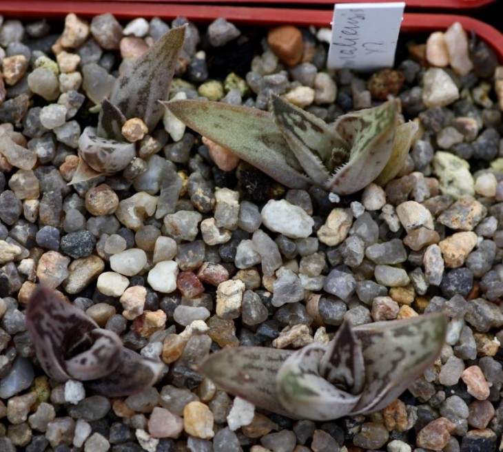 aloe somaliensis hybrids_.jpg