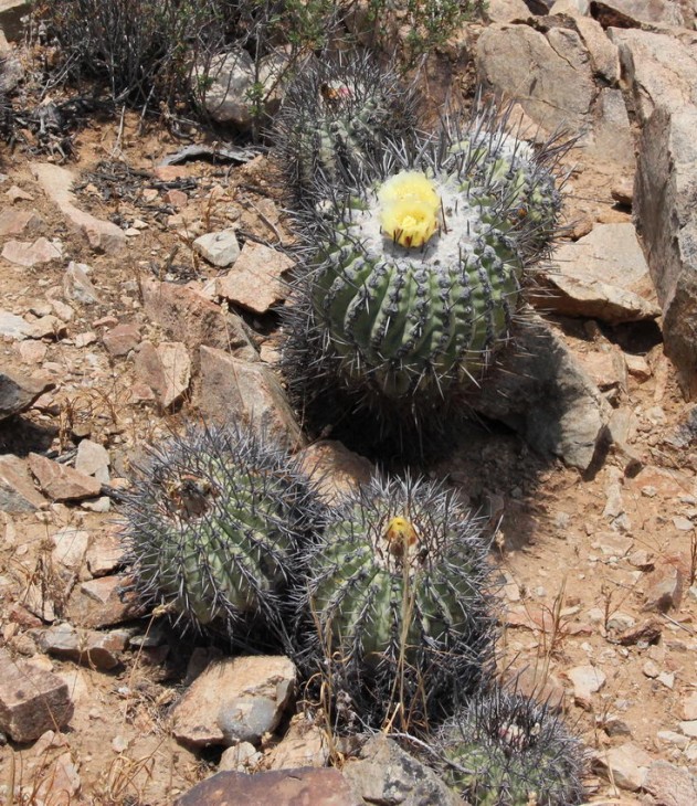 Copiapoa_sch.jpg