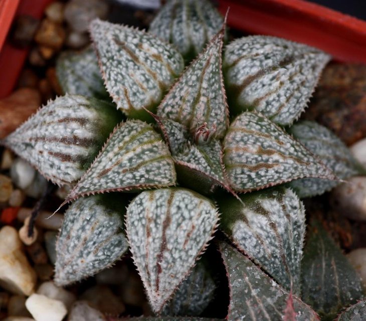 Haworthia hybrid_.jpg