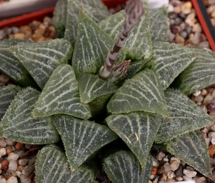 Haworthia hybrid_x.jpg