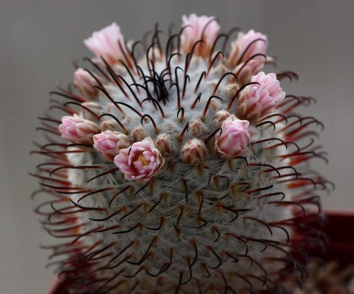 Mammillaria perezdelarosae_.jpg