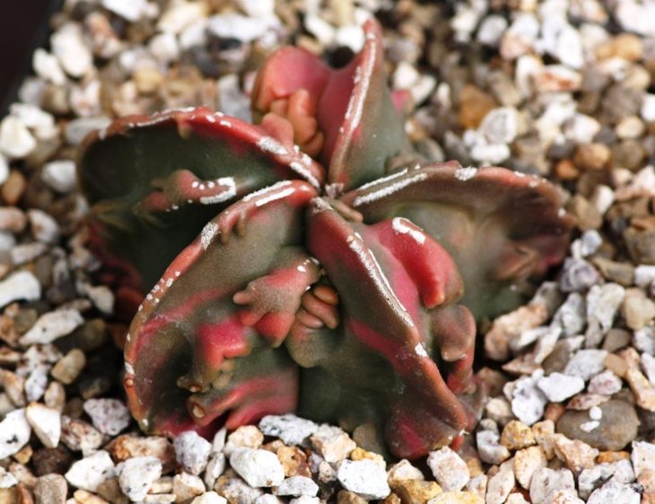 Astro hybrids20.jpg