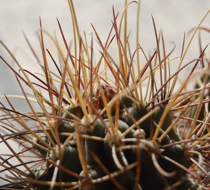 Glandulicactus uncinatus v.wrightii  buds.jpg