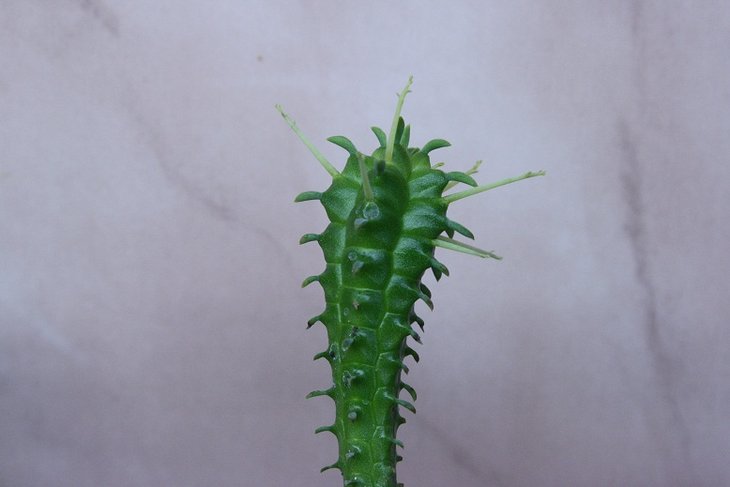 Euphorbia pulvinata .JPG