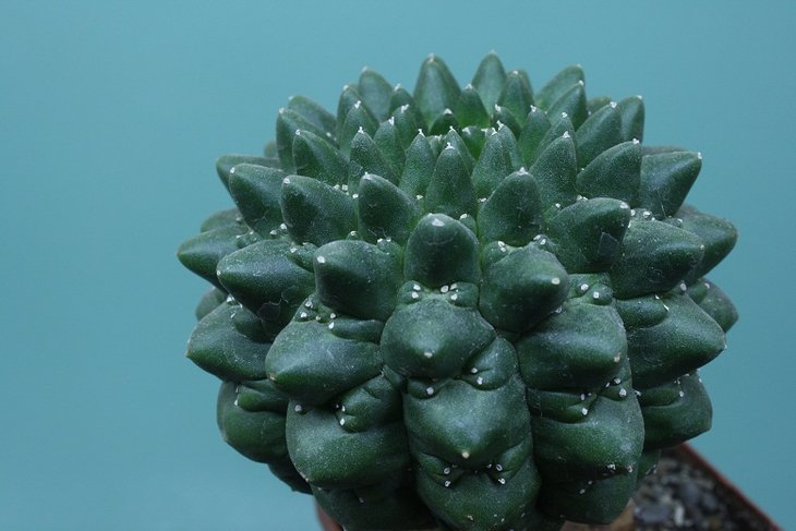 Euphorbia gymnocalycioides .JPG