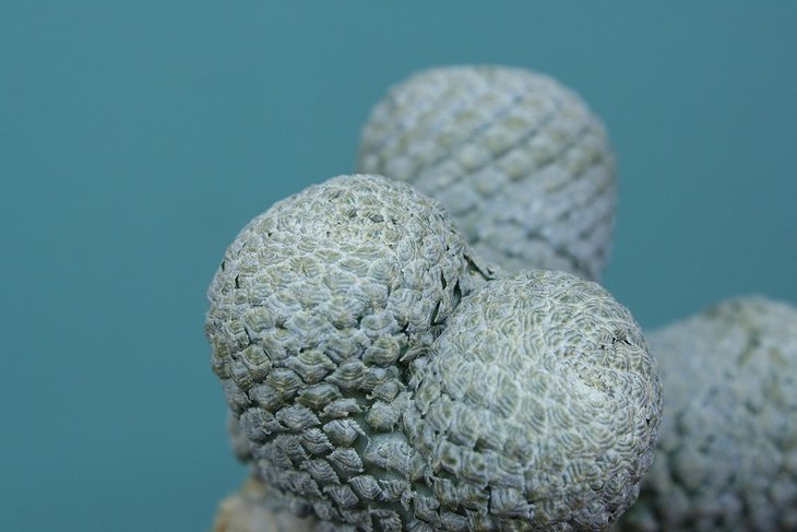Euphorbia piscidermis .JPG