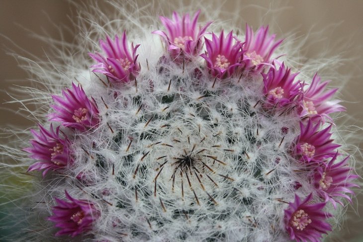 Mammillaria chinocephala .JPG