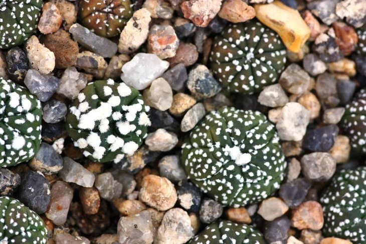 Astro hybrids14.jpg