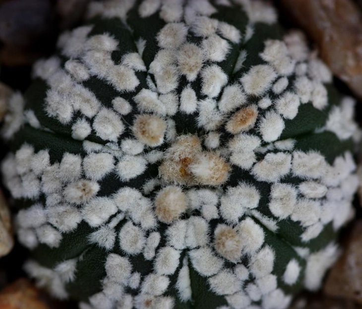 Astrophytum super kabuto.jpg