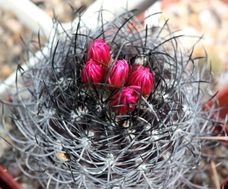 Neoporteria multicolor.jpg