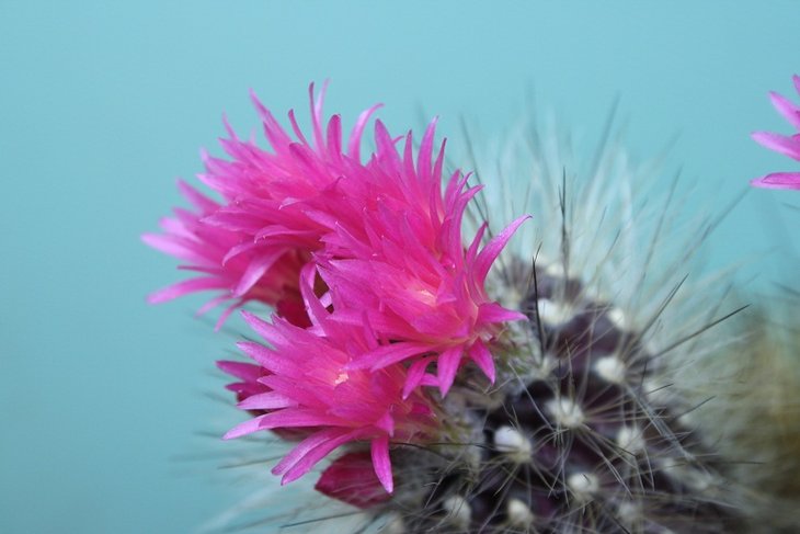 Neoporteria vilosa 12 .JPG