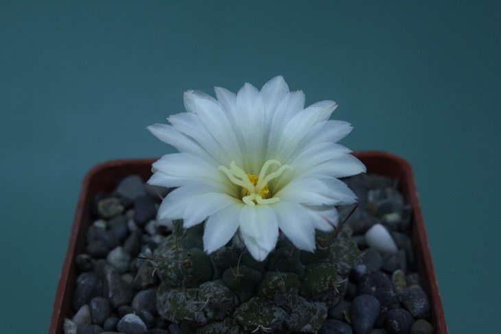 Strombocactus disciformis 12-1 .JPG