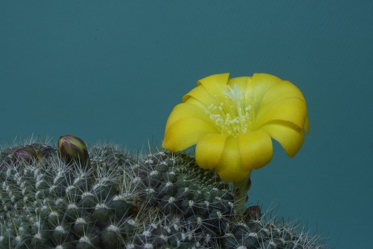 Rebutia marsoneri 12-1 .JPG