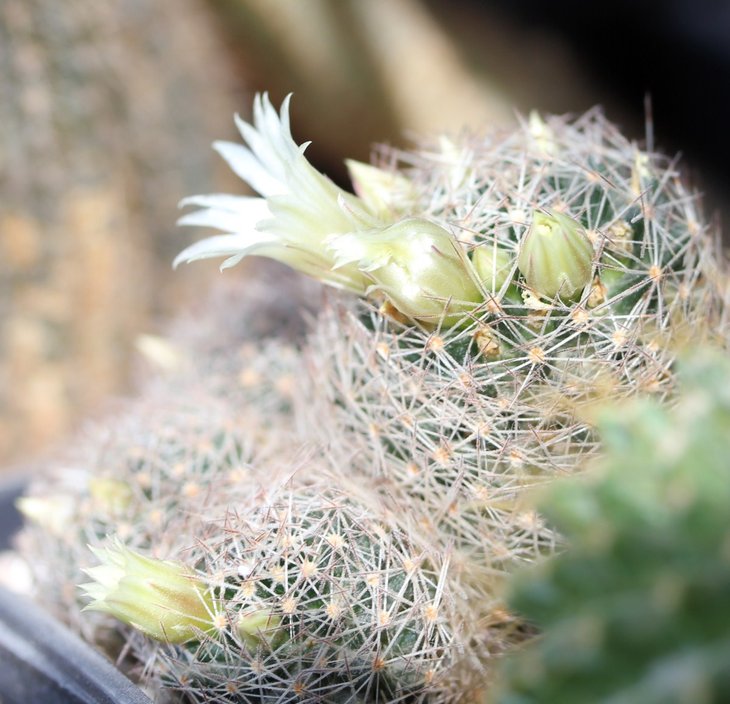 Mammillaria sp.