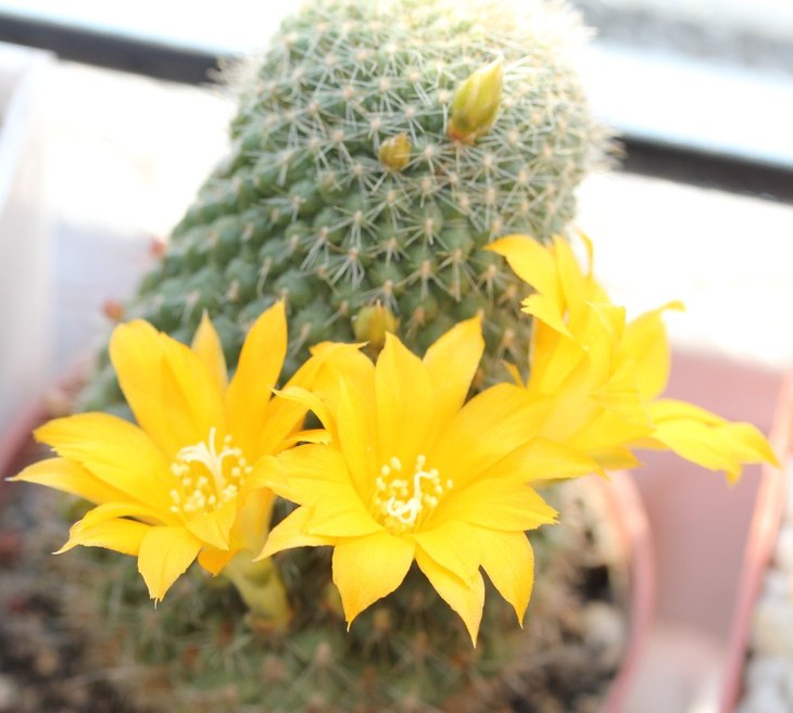 Rebutia marsoneri