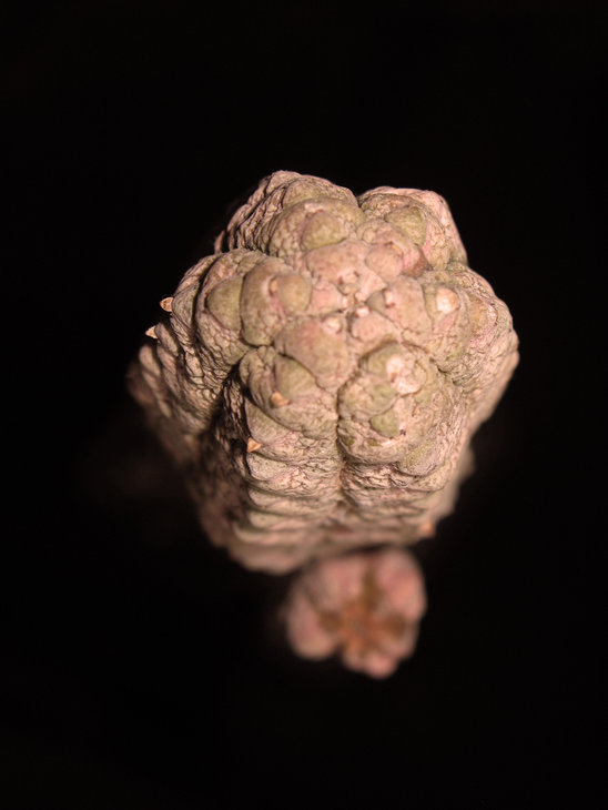 Euphorbia abdelkuri damass