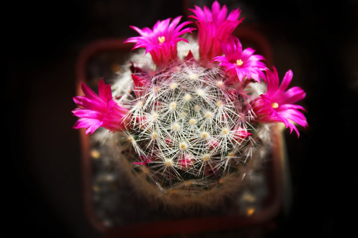 Mammillaria laui ssp. dasyacantha