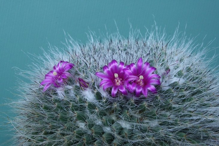 Mammillaria hahniana .JPG