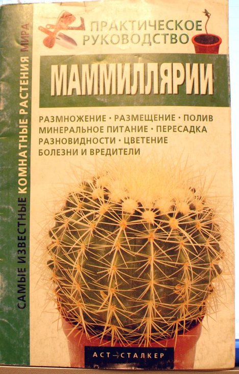 маммиллярия.jpg