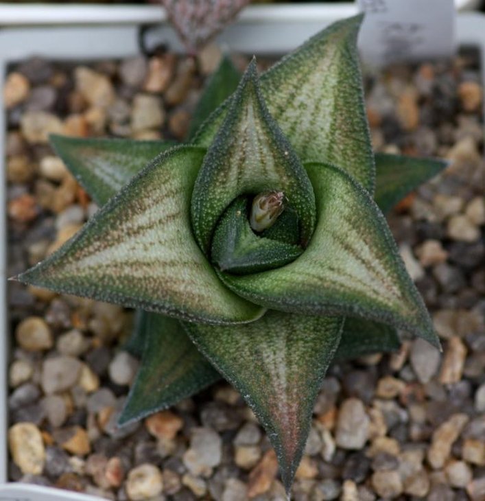 Haworthia rinebow_.jpg