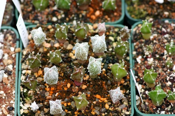 astro seedlings.jpg