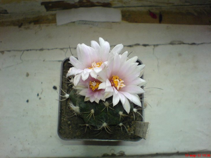 TURBINICARPUS laui