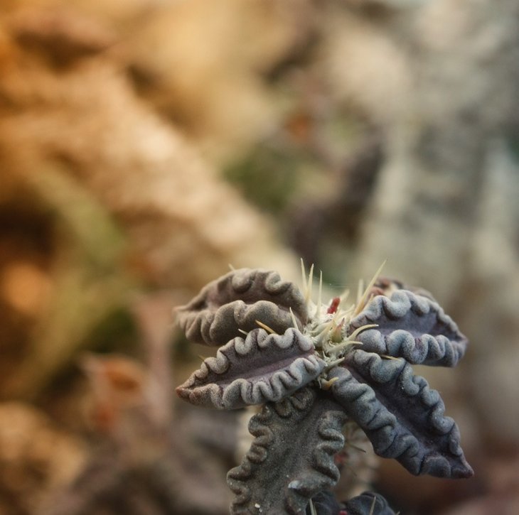Euphorbia tulearensis