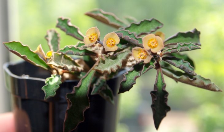 Euphorbia cap-saintemariensis