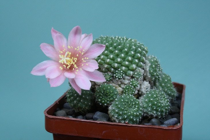 Rebutia karinsiana v.rosea .JPG