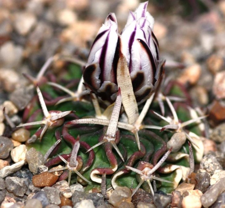 Stenocactus pentacanthus Kupcak CB 011655.jpg