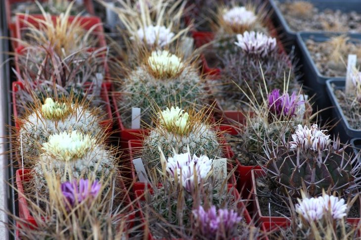 Stenocactus group.jpg
