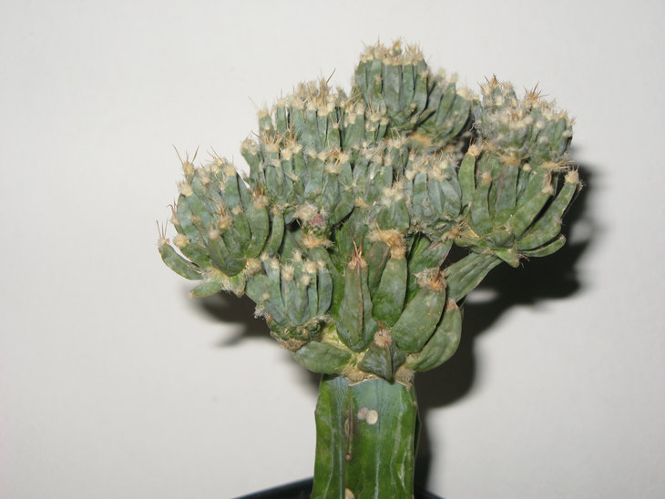 Leuchtenbergia Principis monstrosa