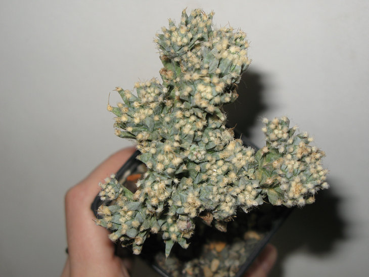 Leuchtenbergia Principis monstrosa