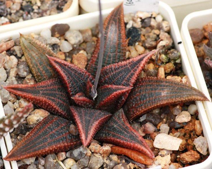 haworthia hybrid.jpg