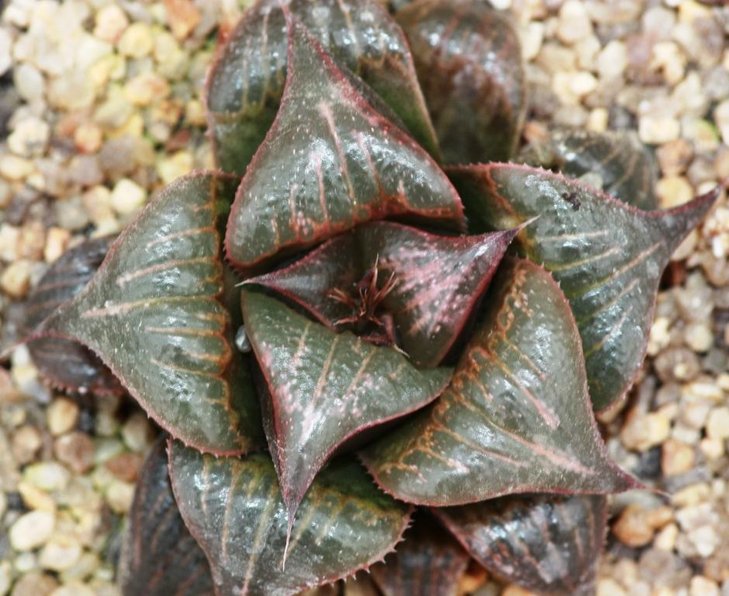 haworthia magn splendens hybrid.jpg
