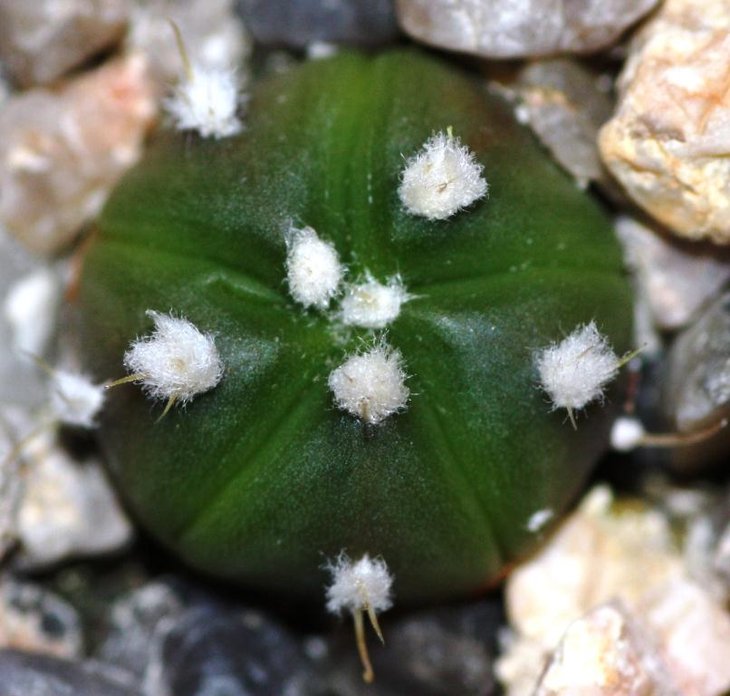asterias nudum collection2.jpg