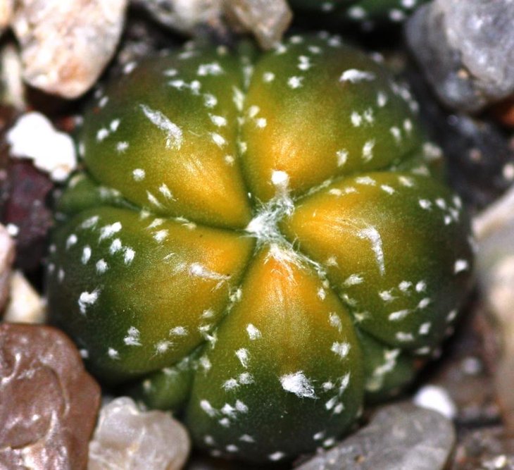 myrio fukuryi variegata collectin.jpg