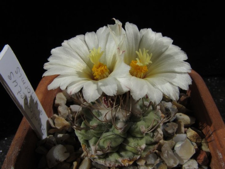 Strombocactus disciformis