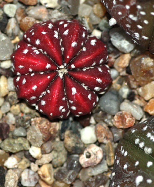 astrophytum hybrid variegata3.jpg
