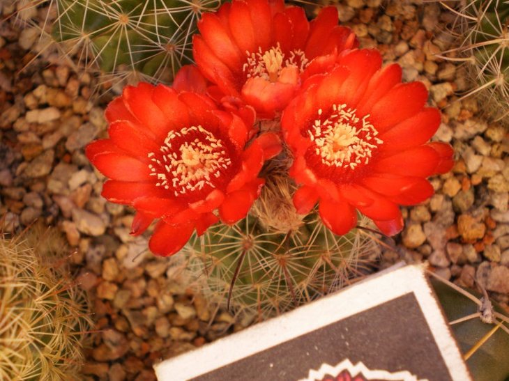 Parodia bella