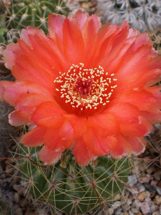 Notocactus ottonis v. vencluianus