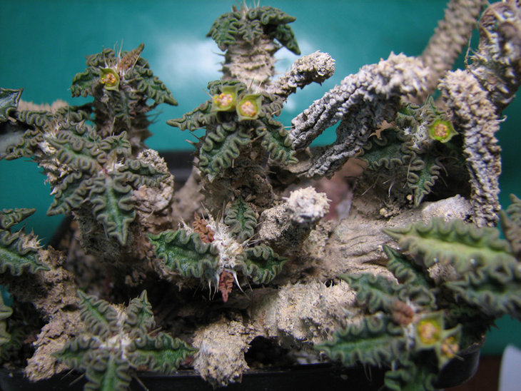 euphorbia tulearensis