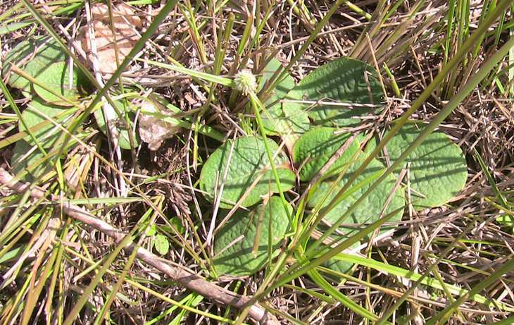 Euforbia primulifolia в природе..