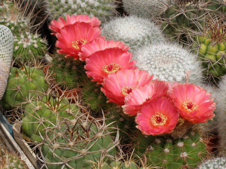 Notocactus ottonis v. vencluianus (1013 x 760).jpg
